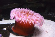 夢(mèng)到抓魚，豐收與希望的象征，夢(mèng)到抓魚，豐收與希望的象征