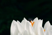 夢到頭發(fā)白了，歲月痕跡下的心靈覺醒，夢到頭發(fā)白皙，心靈在歲月痕跡下的覺醒
