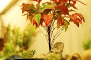 孕婦夢到種菜的寓意與解讀，孕婦夢到種菜的寓意與解析