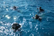 夢(mèng)到抓甲魚的奇妙之旅，夢(mèng)中的甲魚之旅，奇妙的捕捉體驗(yàn)