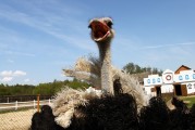 夢(mèng)中的鴕鳥之旅，夢(mèng)鴕之旅