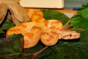 夢(mèng)到三條魚的神秘啟示，夢(mèng)到三條魚，神秘啟示的象征意義
