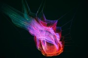 夢境中的小困擾——我的虱子夢，夢境中的小困擾，我的虱子夢