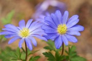 在橙光游戲中得到的花朵——從免費(fèi)下載到付費(fèi)才能獲得的樂趣，橙光游戲中的花，如何從免費(fèi)下載變?yōu)楦顿M(fèi)獲取的樂趣