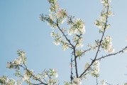 夢中的樹斷了——探索內(nèi)心深處的隱喻，夢中的樹斷了，內(nèi)心深處的隱喻探索