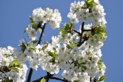 櫻花插件網(wǎng)站，邂逅春日浪漫，暢游花海中的數(shù)字世界