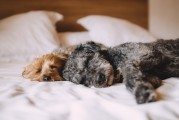 夢境中的動物交配——以夢到狗交配為例，夢境中狗的交配，解析與象征意義
