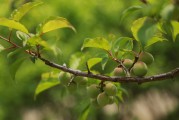 夢(mèng)到幼鳥，生命的希望與成長(zhǎng)的力量，夢(mèng)到幼鳥，生命的希望與成長(zhǎng)的力量