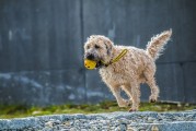 夢遨犬行——一次遛狗的夢境之旅，夢遨犬行，遛狗的夢境之旅