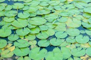 夢(mèng)到魚籽，生命與希望的象征，夢(mèng)到魚籽，生命與希望的象征