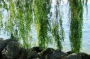 苗木網(wǎng)站排名，揭秘如何提升苗木行業(yè)網(wǎng)站的在線影響力，揭秘苗木網(wǎng)站排名提升策略，在線影響力增長之道