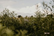夢(mèng)到蛇的寓意與解析，夢(mèng)到蛇的寓意與解析