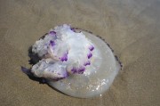 夢(mèng)游深海，與巨大的魚共舞