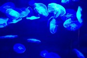 夢到彩色的魚，一場神秘而多彩的夢境之旅