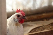 夢中的鳥蛋之謎，夢中的鳥蛋之謎解析