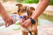 如何輕松注冊(cè)犬舍，一站式指南，輕松開啟犬舍之旅，一站式注冊(cè)指南