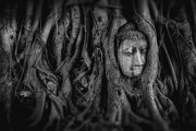 夢(mèng)中的奇妙邂逅——大熊貓的神秘之旅，大熊貓的神秘之旅，夢(mèng)中的奇妙邂逅