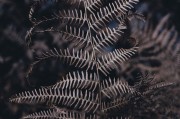 無限綠洲 - 免費(fèi)游戲植物大戰(zhàn)怪獸的世界，無限綠洲，免費(fèi)植物大戰(zhàn)怪獸的虛擬世界