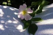 因買賣合同糾紛，高青縣永軍花卉園起訴隆華新材等