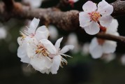 夢中樹開花，寓意何在？，夢中樹開花的寓意解讀