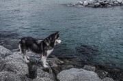 哈士奇作為一種忠誠(chéng)、活潑的犬種，深受人們喜愛(ài)。作為一款專門為哈士奇設(shè)計(jì)的網(wǎng)站插件，它不僅能夠幫助用戶更方便地管理和查看哈士奇的相關(guān)信息，還能提高用戶體驗(yàn)。，哈士奇插件，讓您的養(yǎng)寵生活更便捷