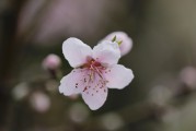 夢(mèng)到大紅花的神秘之旅，夢(mèng)游大紅花的神秘之旅