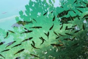 捕魚(yú)大師注冊(cè)攻略，輕松成為捕魚(yú)高手，暢享歡樂(lè)時(shí)光！捕魚(yú)大師注冊(cè)指南，快速晉升捕魚(yú)達(dá)人，盡享游戲樂(lè)趣