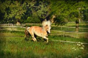 荒野之息馬匹注冊全攻略，解鎖馬匹自由馳騁的秘密，荒野之息馬匹注冊全解密，駕馭自由馳騁的駿馬之道
