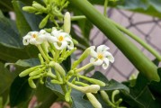 揭秘花木植物網(wǎng)站排名，如何提升您的在線市場(chǎng)競(jìng)爭(zhēng)力，花木植物網(wǎng)站排名攻略，提升在線市場(chǎng)競(jìng)爭(zhēng)力秘訣大公開