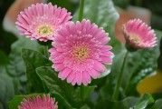 夢(mèng)中畫(huà)花，綻放心靈的藝術(shù)之旅