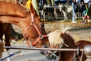 夢中奇遇，與各種動物共舞，夢中奇遇，與各種動物共舞