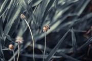 夢(mèng)中蜂影，一場(chǎng)與蜜蜂的奇妙邂逅