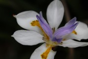 夢(mèng)中生子的寓意與感悟，夢(mèng)中生子的寓意與深度感悟