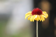 探尋自由的綠色花朵——免費(fèi)的小花仙游戲介紹，小花仙，追尋自由綠色花朵的游戲介紹