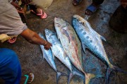 夢中尋魚，一次難忘的捕魚經(jīng)歷，夢中尋魚，一次難忘的捕魚探險經(jīng)歷