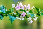 夢中桐樹花開，寓意何在？