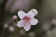 夢(mèng)中的荔枝之韻，夢(mèng)回荔枝之韻