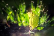 燕子翩飛入夢來——家中的溫馨與希望，燕子翩飛入夢來，家中的溫馨與希望