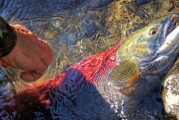夢(mèng)中魚(yú)影——釣魚(yú)魚(yú)跑的遐想，夢(mèng)中魚(yú)影，釣魚(yú)與逃脫的遐想