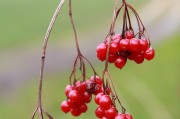 夢(mèng)到栽樹，生命的播種與成長(zhǎng)的啟示，夢(mèng)到栽樹，生命的播種與成長(zhǎng)的啟示