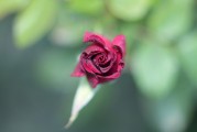 夢中見證友情之花——我的朋友結(jié)婚之夢，夢中見證友情之花，我的朋友婚禮之夢