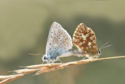 女人夢(mèng)到動(dòng)物，解讀夢(mèng)境中的神秘信號(hào)，女人夢(mèng)到動(dòng)物，解讀夢(mèng)境中的神秘信號(hào)