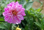 夢中花開花落，探尋心靈之境