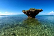 鯊魚(yú)游戲免費(fèi)下載，帶你體驗(yàn)最真實(shí)的海洋世界，鯊魚(yú)游戲下載，海洋世界的驚險(xiǎn)冒險(xiǎn)！