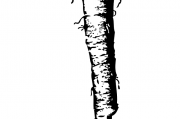 夢(mèng)中雙影——兩條黑蛇的神秘啟示，夢(mèng)中雙影，神秘黑蛇的啟示