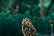 夢中的小動物世界，一場奇妙的夢境之旅，夢境中的小動物世界，奇妙的探險之旅