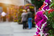 夢(mèng)到買(mǎi)花生，生活的啟示與美好寓意，夢(mèng)到買(mǎi)花生，生活的啟示與美好寓意
