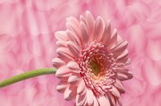 花花姑娘游戲免費(fèi)下載，花花姑娘，全平臺(tái)無限制游戲免費(fèi)下載
