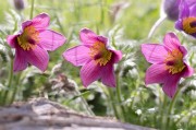 夢(mèng)中的桃花之約，夢(mèng)約桃花緣