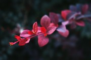 夢中重逢，思念無盡——我的母親，夢中重逢，思念無盡——懷念母親的情感之旅